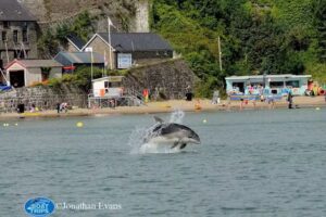 Awesome Angling (New Quay Boat Trips)
