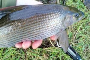 Border Angling Centre & Scottish River Fishing