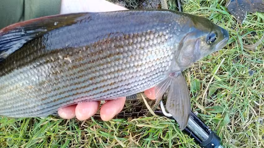 Border Angling Centre & Scottish River Fishing