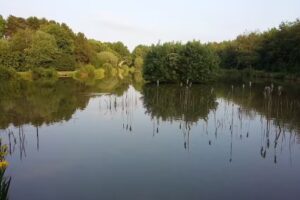 Brafferton Carp Fishery