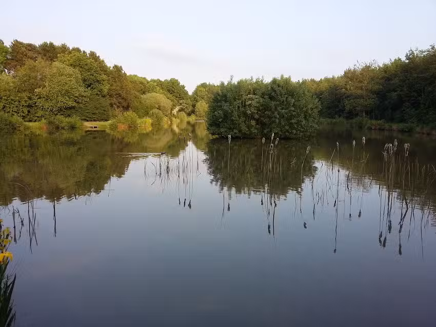 Brafferton Carp Fishery