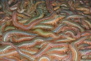 cast n craft fishing for health