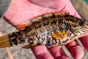 Cowes Bait and Tackle