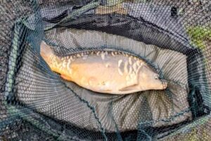 Dayhouse Farm Fishery & Campsite