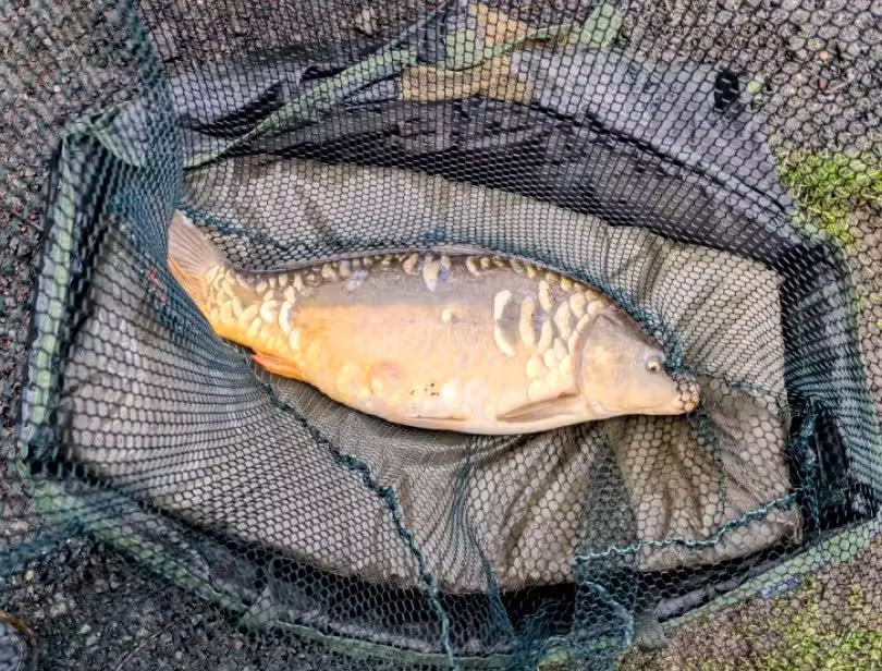 Dayhouse Farm Fishery & Campsite