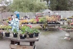 DRAGONFLY TEA ROOMS AND FISHERY LTD