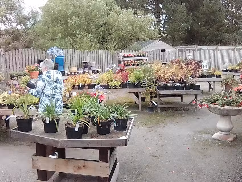 DRAGONFLY TEA ROOMS AND FISHERY LTD