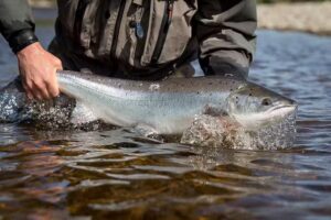 (Fly Fishing Guide) The Wild Rise Company (Spey Salmon Fishing Scotland)
