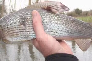 Fly Fishing with RJP