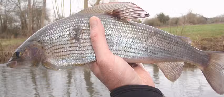 Fly Fishing with RJP