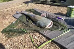 Furnace Lakes Fishery