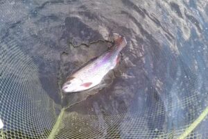 Geddes Trout Fishery