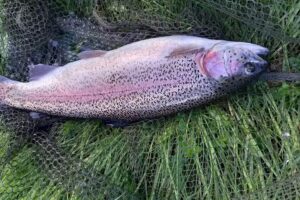 Graiglwyd Springs Trout Fishery