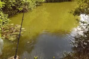 Greenfields Carp Fishing