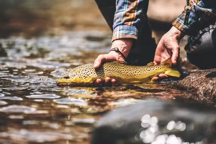 Guide Flyfishing Ltd