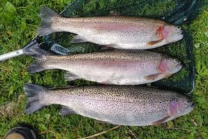 Hatchlands Trout Farm
