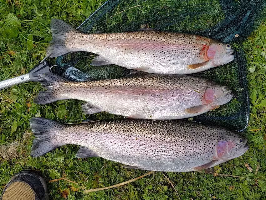 Hatchlands Trout Farm
