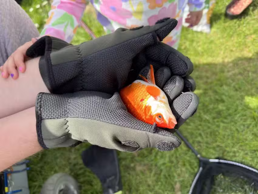 Hollyfarm Trotters , Gills ,Moby lakes and campsite.