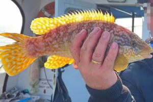 Jolly Dodger Charters