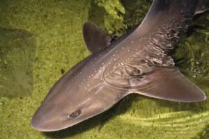 Lake District Coast Aquarium, Maryport