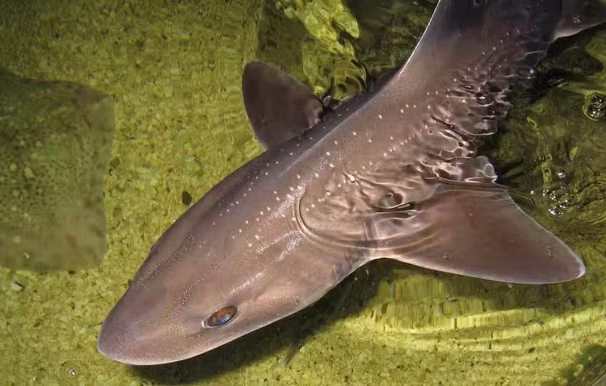 Lake District Coast Aquarium, Maryport