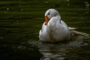 Little Farriers Lake