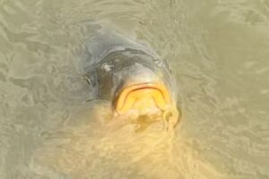 Master Baits Fishing Supplies