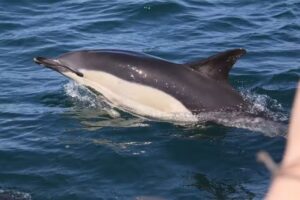 Mermaid Pleasure Trips Penzance