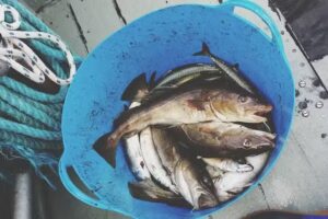 Moray Firth Fishing Charters