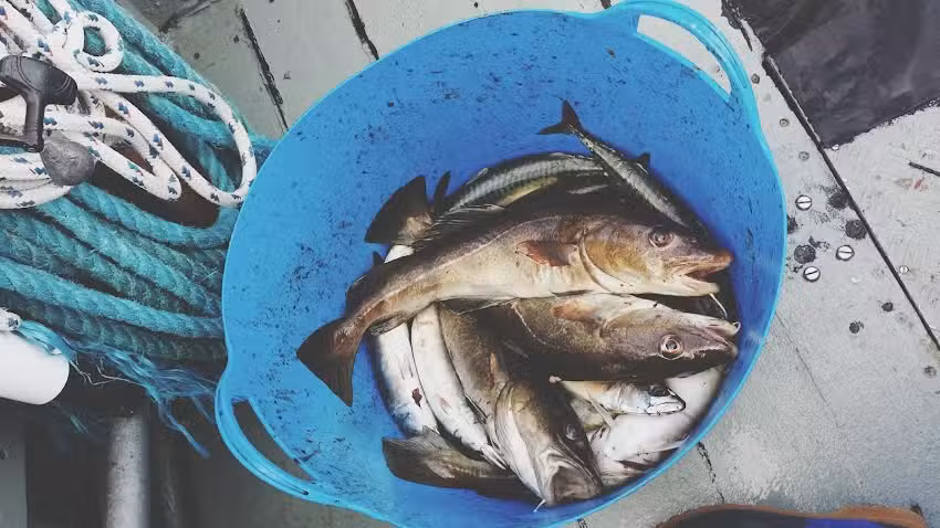 Moray Firth Fishing Charters