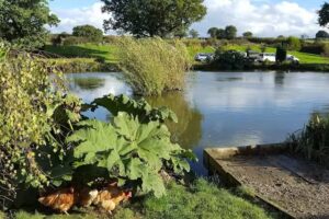 Oak Tree Lakes Fishery