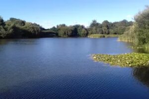 Oaklakes Fisheries Dayticket, Match Lake, Predator Lake, Members Lake