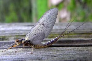 Pickering Fishery Association