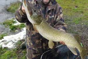 Pike deadbaits Wigan