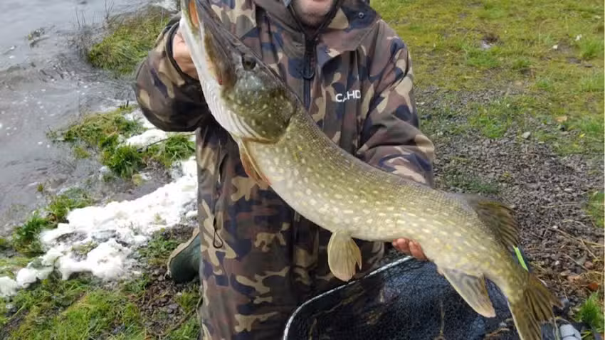 Pike deadbaits Wigan