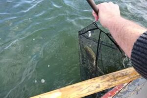 Ringstead Grange Trout Fishery