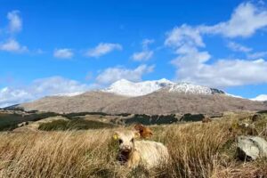 Rural Country Services