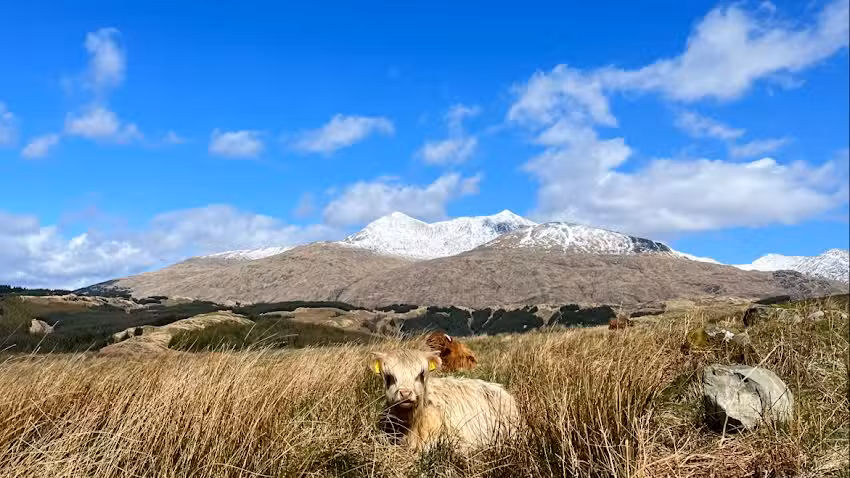 Rural Country Services