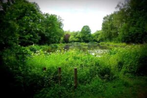 Shamley Green, Wonersh, Bramley & District AS