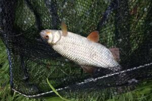 Sherwood Forest Fishery