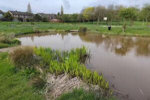 Shirebrook pond