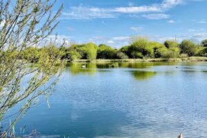 Shotton And District Angling Club Lake