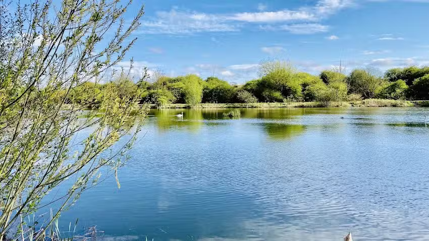 Shotton And District Angling Club Lake