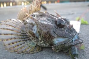 Silver Scales Lure fishing