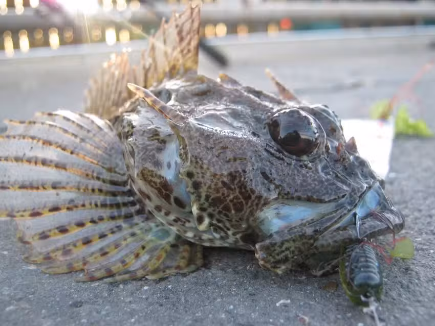 Silver Scales Lure fishing