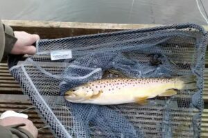 South Linden Fishery