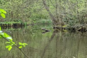 Southcrest Woods Fishing Pond