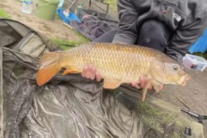 Spring View Fisheries