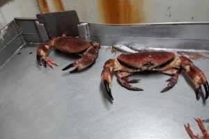 Stornoway Fishermans Co-op Ltd