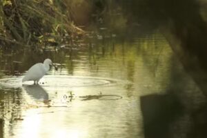 Swansea Tackle and Bait